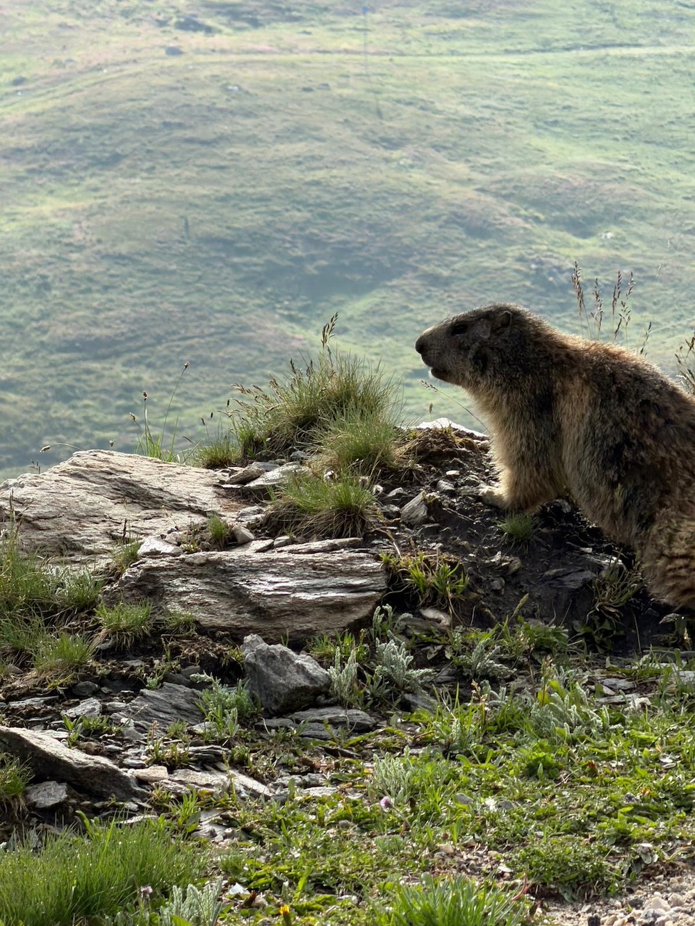 Marmotte sur la route de l'Iseran