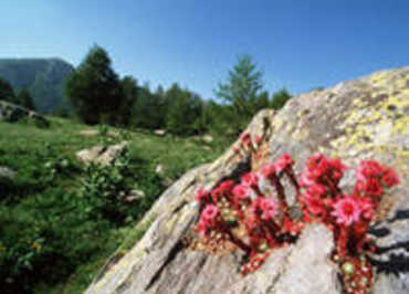 Parc national du Mercantour