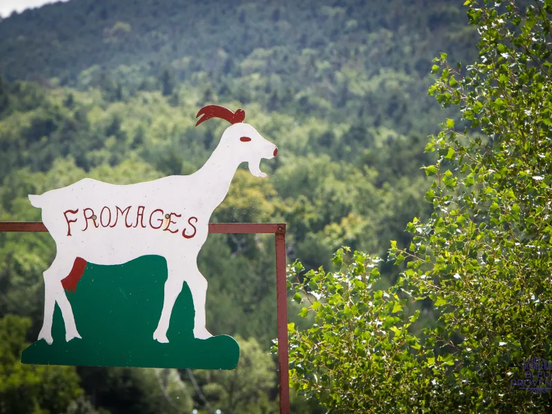 Fromage de chèvre incontournable du Diois