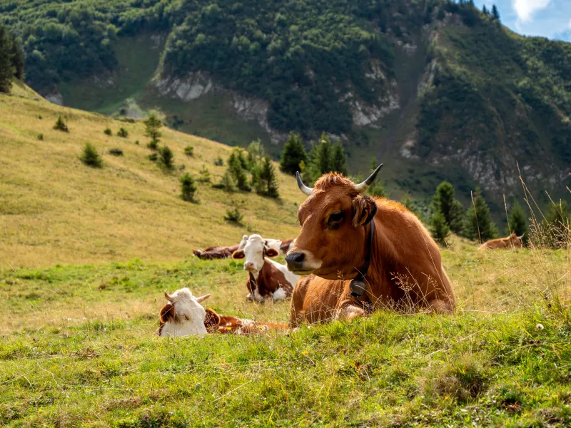 Troupeau de vaches au col de la colombiè!re