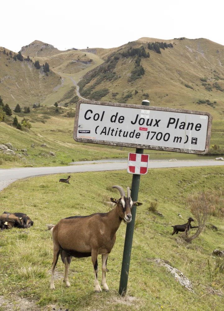 panneau col de joux plane