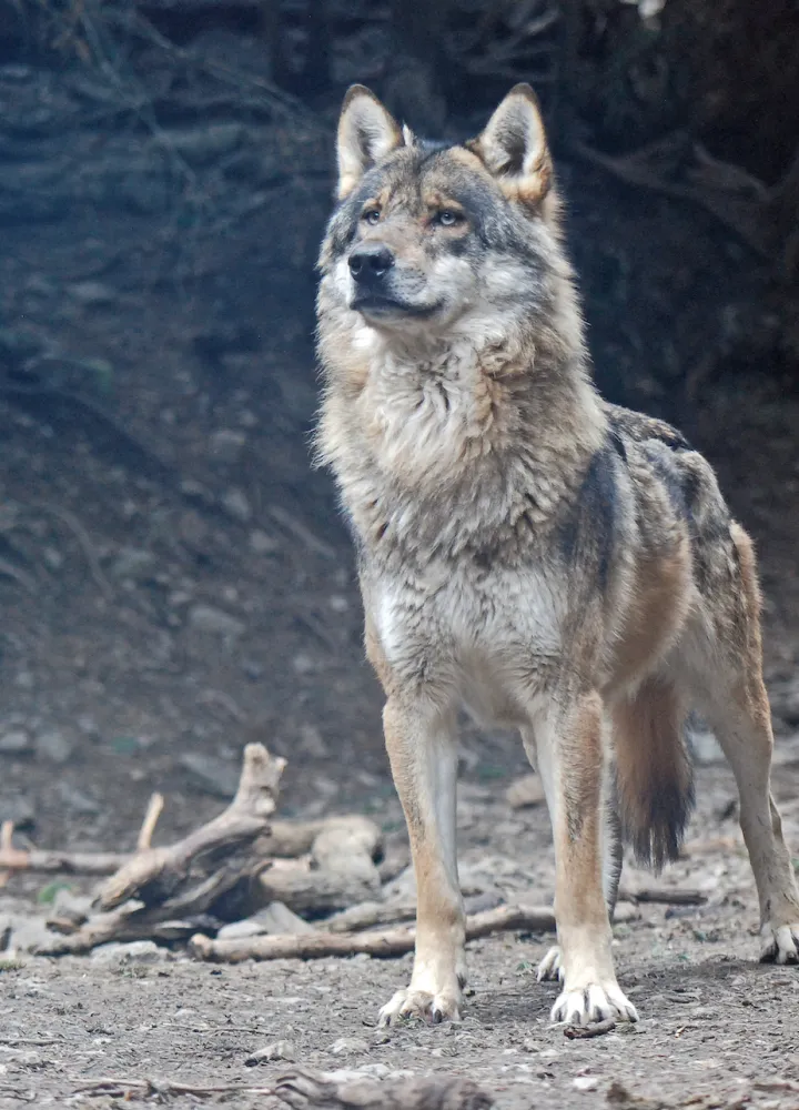 Loup male