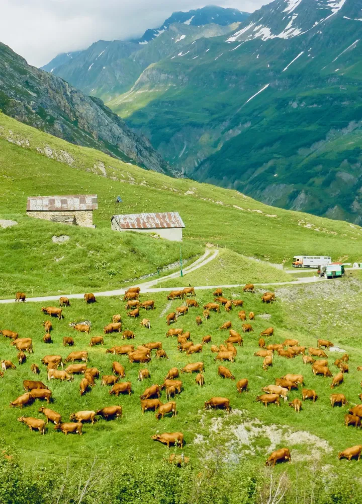 Vaches de race Tarine produisant du lait pour le celebre Beaufort dans le Corm