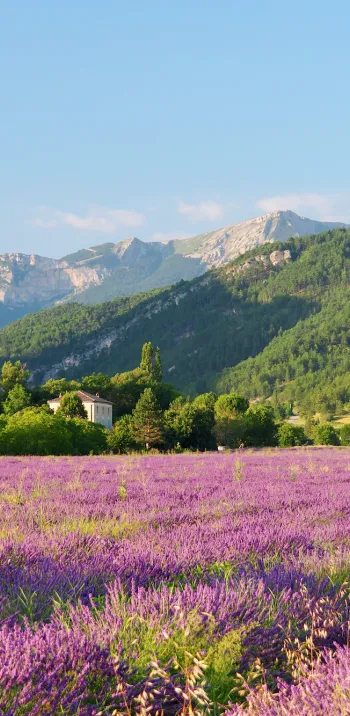 Champ de lavande du diois