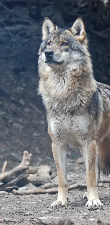 Le Parc Alpha (Alpes Maritimes)