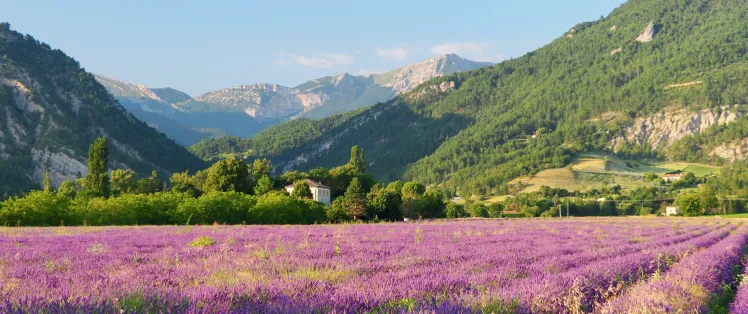 Champ de lavande du diois