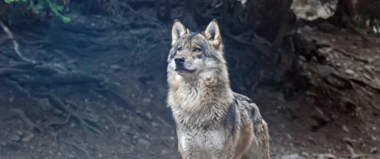 Le Parc Alpha (Alpes Maritimes)