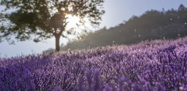 Valdrôme / Valdoule