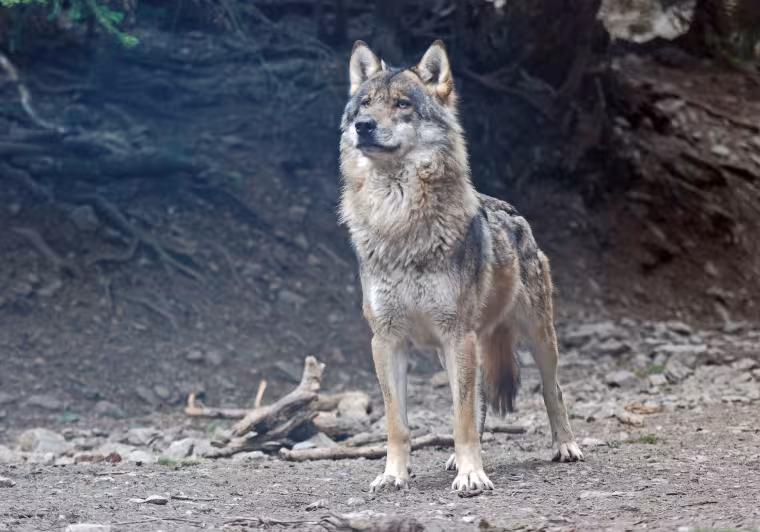 Loup male