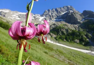 Lis martagon sur fond de Sirac en montant a Chabourneou pour le comptage bouquetins
