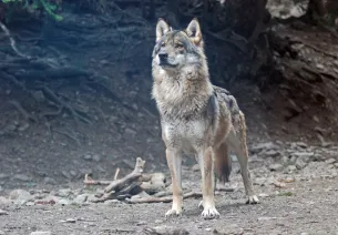 Loup male
