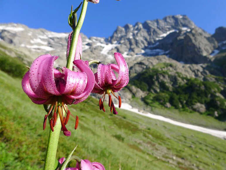 Lis martagon sur fond de Sirac en montant a Chabourneou pour le comptage bouquetins